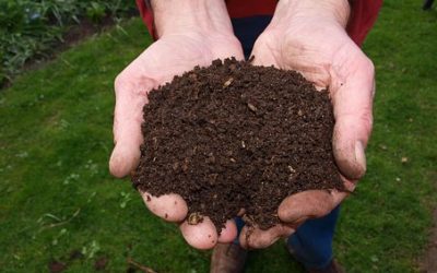 Principes van een gezonde tuin aanleggen